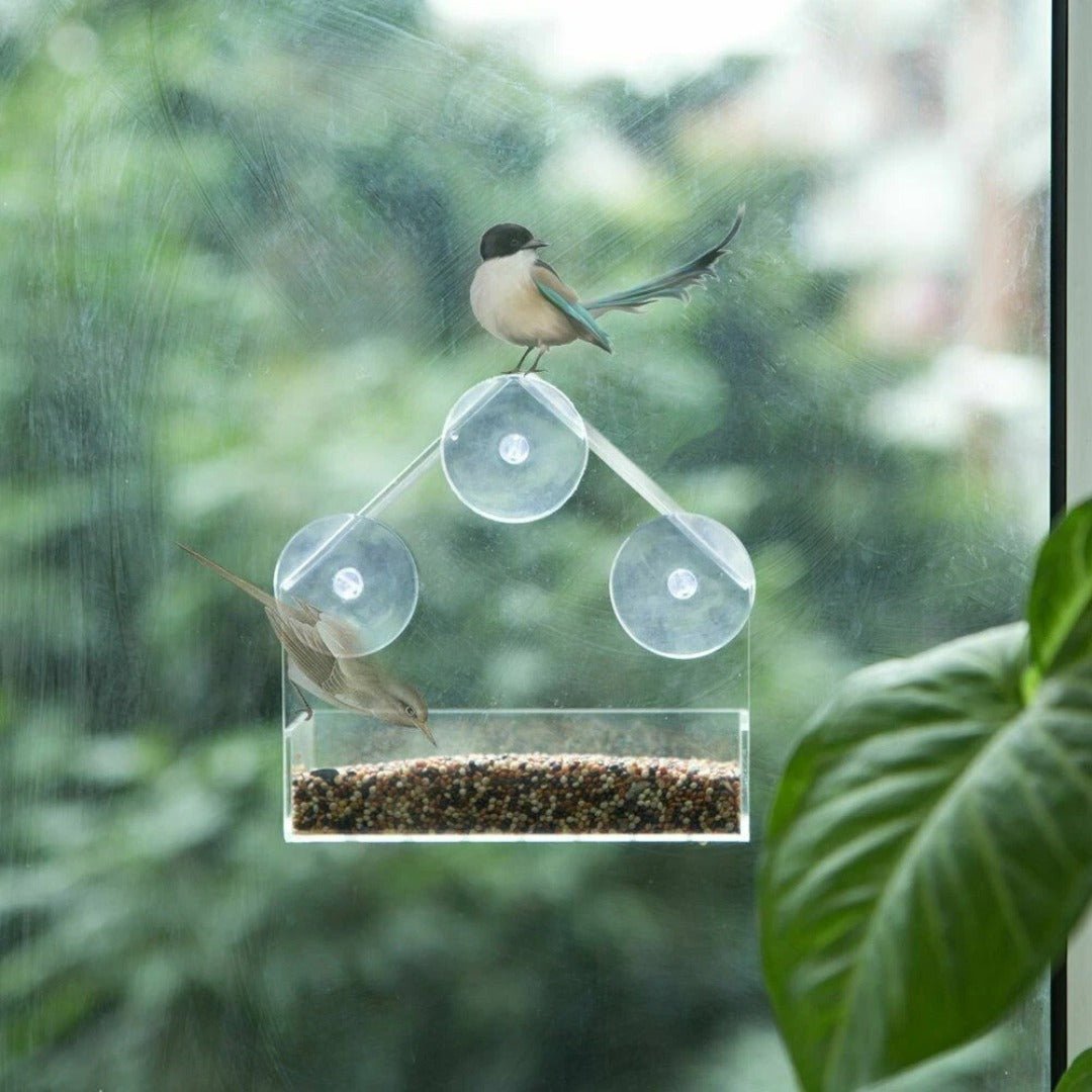 Mangeoire à Oiseaux Transparente pour Fenêtre avec Ventouses, Sans Outil et Facile à Nettoyer